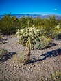 Chain Fruit Cholla Cactus in Saguaro National Park, Arizona Stock Image ...
