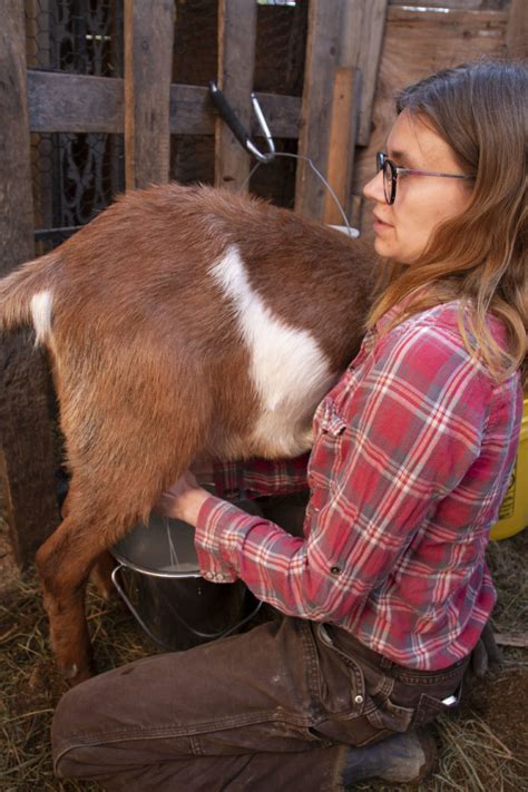 How To Milk A Goat Hello Homestead Sustainable Living