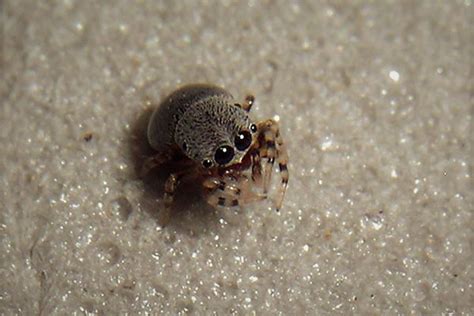 They are shy and prefer running away from the vicinity rather than attacking. 8 AMAZING jumping spiders types you can get as pets ...