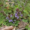 Gundermann (Glechoma hederacea)