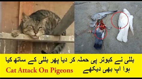 Cat Attack On Pigeons Loft And Finally Fcking Cat Traped In Pigeon