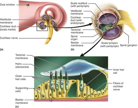 Correctly Identify The Following Structures Of The Cochlea