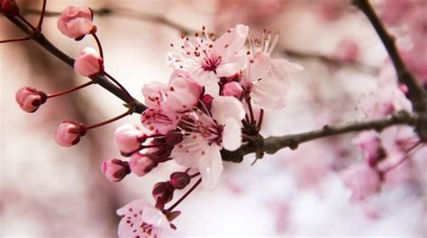 Japans Cherry Blossoms Make An Unexpected Appearance Asia Travel Log