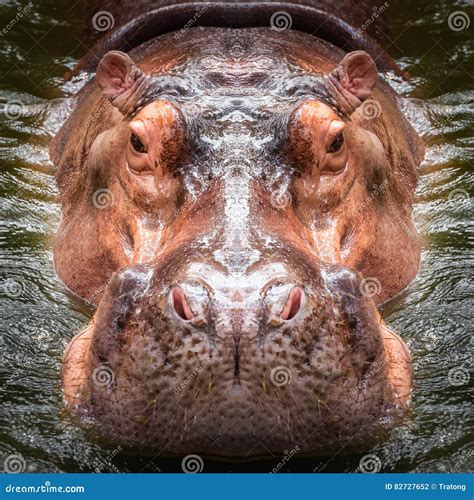 Hippo Face Close Up Stock Photo Image Of Vacation Huge 82727652