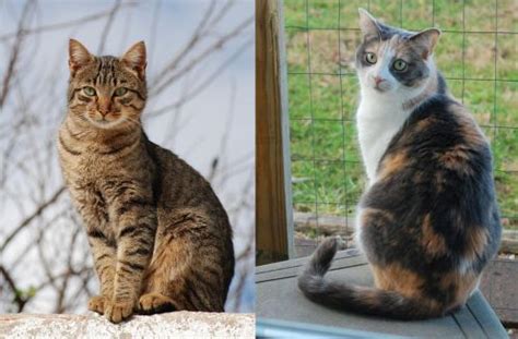 Tabby Vs Dilute Calico Breed Comparison Mycatbreeds