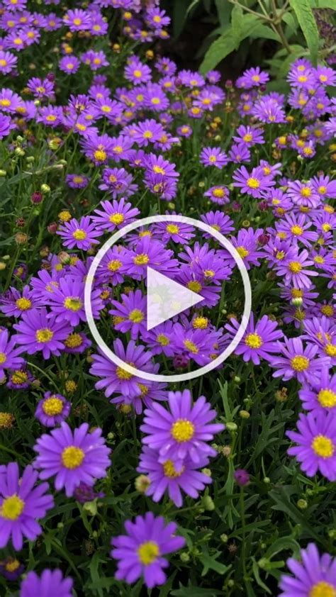 Wunderschöne Sommerblumen Für Deine Sommerbepflanzung Findest Du Bei