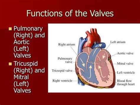 Ppt Valves Of The Heart Powerpoint Presentation Id3817678