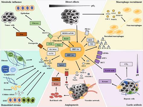 Frontiers Tumor Associated Macrophages And Their Functional Transformation In The Hypoxic