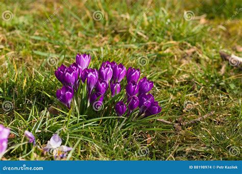 Crocus In Spring Meadow Stock Photo Image Of Autumnale 88198974