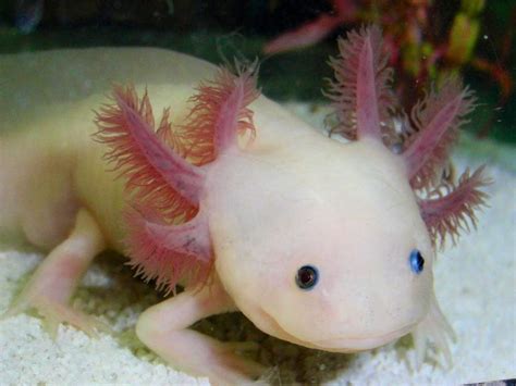 Axolotl Natural History On The Net
