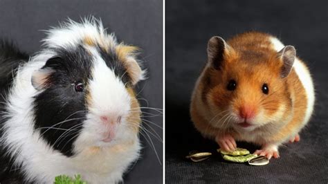 Are Guinea Pigs Really Pigs And Are They Related At All Guinea Pig Tube