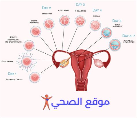 كيف يتم تلقيح البويضة في الرحم