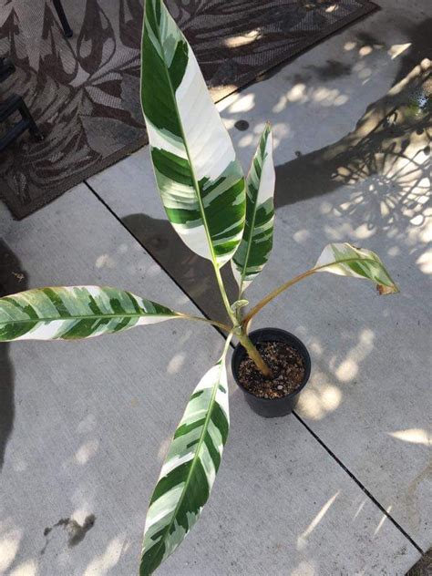 Ae ae banana ou striped banana ( musa a'e a'e) significa cabelo prematuramente grisalho ' é uma variedade maoli de banana originária do havaí, mas é encontrada em vários estados dos estados unidos. Ae Ae Banana | Plants, Inside plants, Variegated plants
