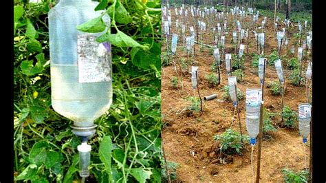 Plastic Bottle Drip Water Irrigation System Very Simple Easy Ll Diy