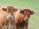 Kuh Kühe Weide Braune · Kostenloses Foto auf Pixabay