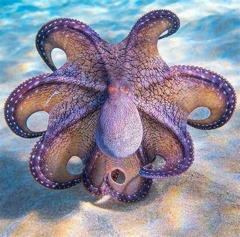 Hawaiian Day Octopus Octopus Cyanea Common Beautiful Sea