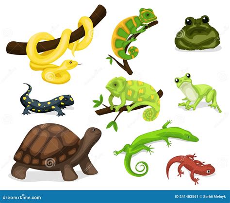 Amphibian And Reptiles Stock Vector Illustration Of Exotic 241403561