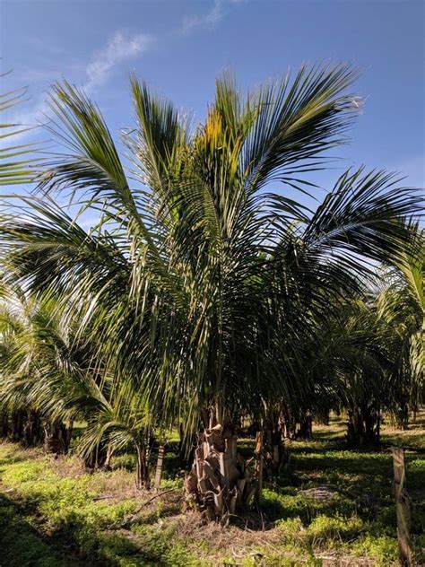 High Plateau Coconut Palm | Beccariophoenix Alfredii | Palmco 