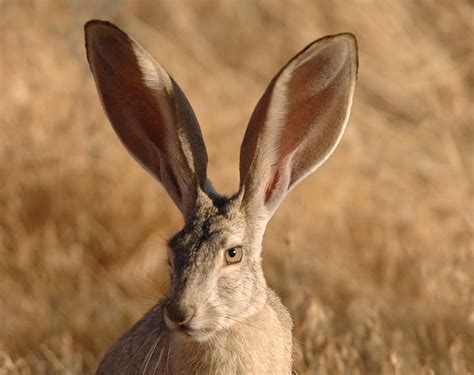 Royalty Free Photo Photo Of Long Eared Rabbit Pickpik