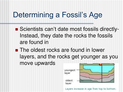 Ppt Determining A Fossil’s Age Powerpoint Presentation Free Download Id 5603095