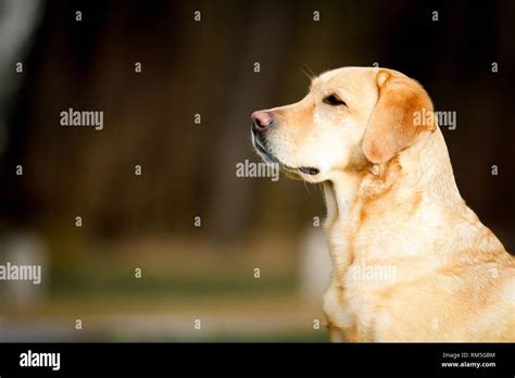 Labrador Retriever Portrait Stock Photo Alamy