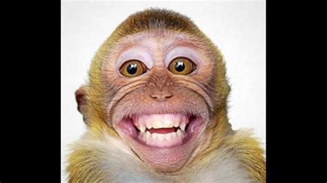 Funny Monkey Try Not To Laugh 2016 Very Funny Videos Funny Monkey
