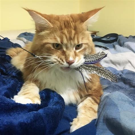Meet The Instagram Sensation Omar The World Longest Cat Cats In Care