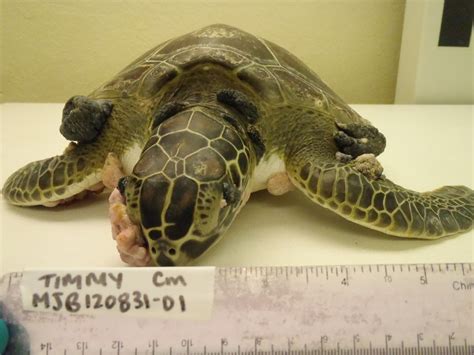 Rescue Rehab Release A Hospital For Turtles Saving Earth Encyclopedia Britannica