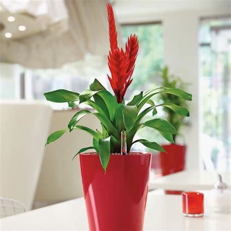 This Indoor Plant Is Beautiful I Love How Red It Is It Was A Nice