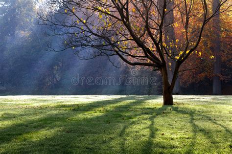 Landscape With The Fall Morning In The Park Stock Image Image Of Park