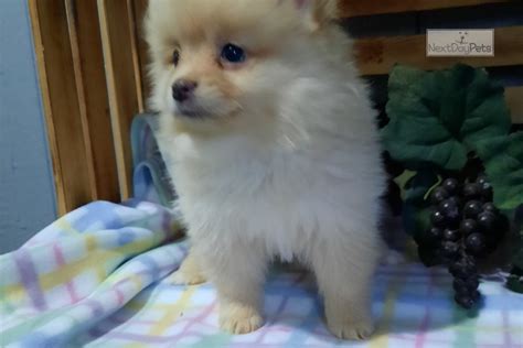 Crystal Pomeranian Puppy For Sale Near Bloomington Indiana 69b5d51eb1