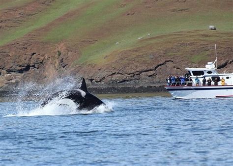 Whale Watching On Orcas Island Euro Travel Coach