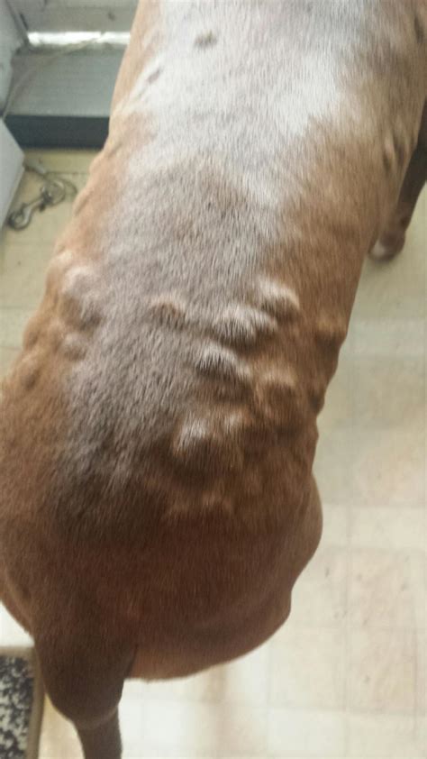 Bumps On Dogs Skin