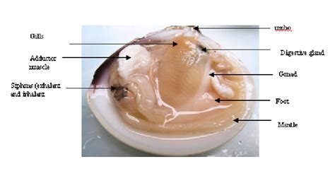 The Internal Soft Tissue Anatomy Of Clam Download Scientific Diagram