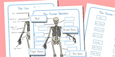Human Skeleton Labelling Sheets Australia Human Skeleton