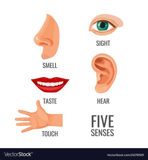 Five Senses With Titles At Body Parts Royalty Free Vector