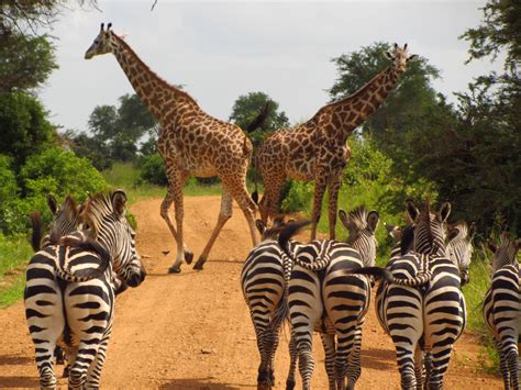 Privé Safari Door Zuid Tanzania Milorho Travel