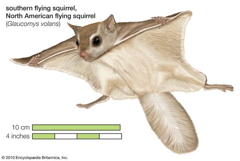 Flying Squirrel Habitat Adaptations And Facts Britannica