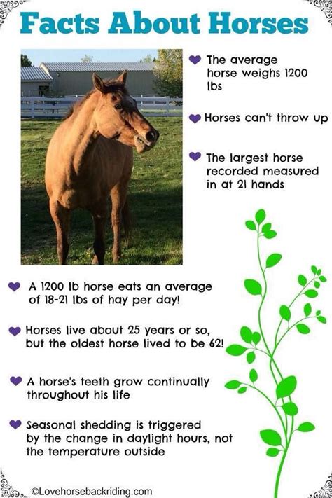 Ooooooooo Horse Facts Nice To Know Horse Facts Horse Health Horses