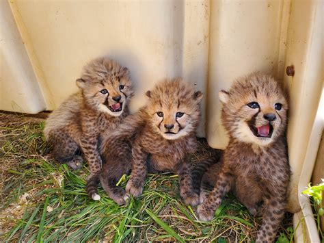 Smithsonians National Zoo Seeks Help In Naming Four Cheetah Cubs