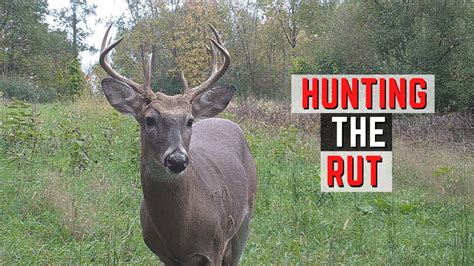 Hunting The Rut November Whitetail Hunting Strategy Youtube