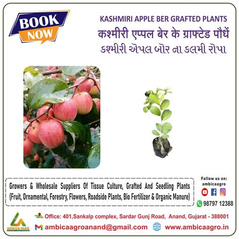 Full Sun Exposure Kashmiri Apple Ber For Fruits At Rs 300piece In Anand