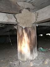 Termite Homes Photos