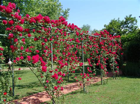 Check spelling or type a new query. climbing rose trellis - Home Decor
