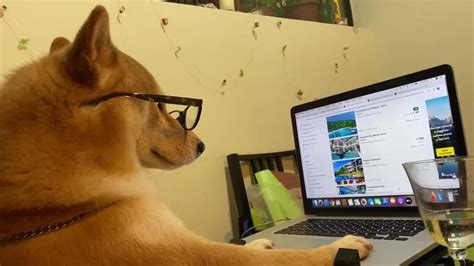 Nerdy Shiba Inu Surfs The Web On Owners Laptop