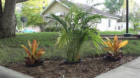 Cat Palm And Crotons Palm Trees In Minnesota Youtube
