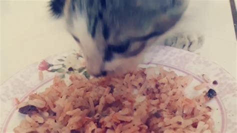Hungry Kitten First Decent Meal Youtube