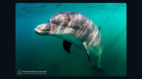 Dolphin Attacks Swimmers Off Irish Coast Cnn