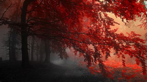 Red Forest Trees Path Hd Nature 4k Wallpapers Images