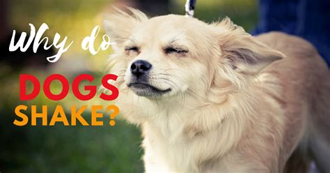 Dog Shaking 7 Reasons And Solutions You Must Know Uk Pets